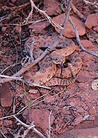Midget Faded Rattlesnake
